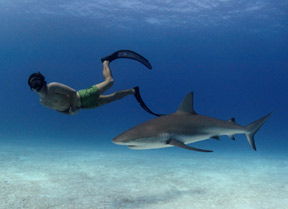 Rob Stewart in Sharkwater Extinction Rob Stewart in Sharkwater Extinction