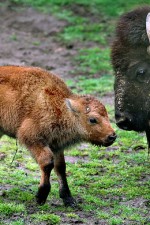 Bisons slaughtered for movie: investigation launched