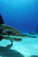 Rob Stewart - an eco-warrior whose legacy will live on