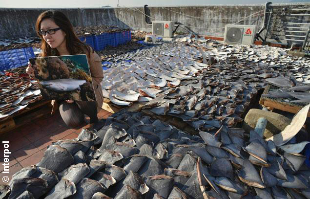 Sharks fins courtesy Interpol