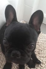 Olivia Munn blasts United after puppy death