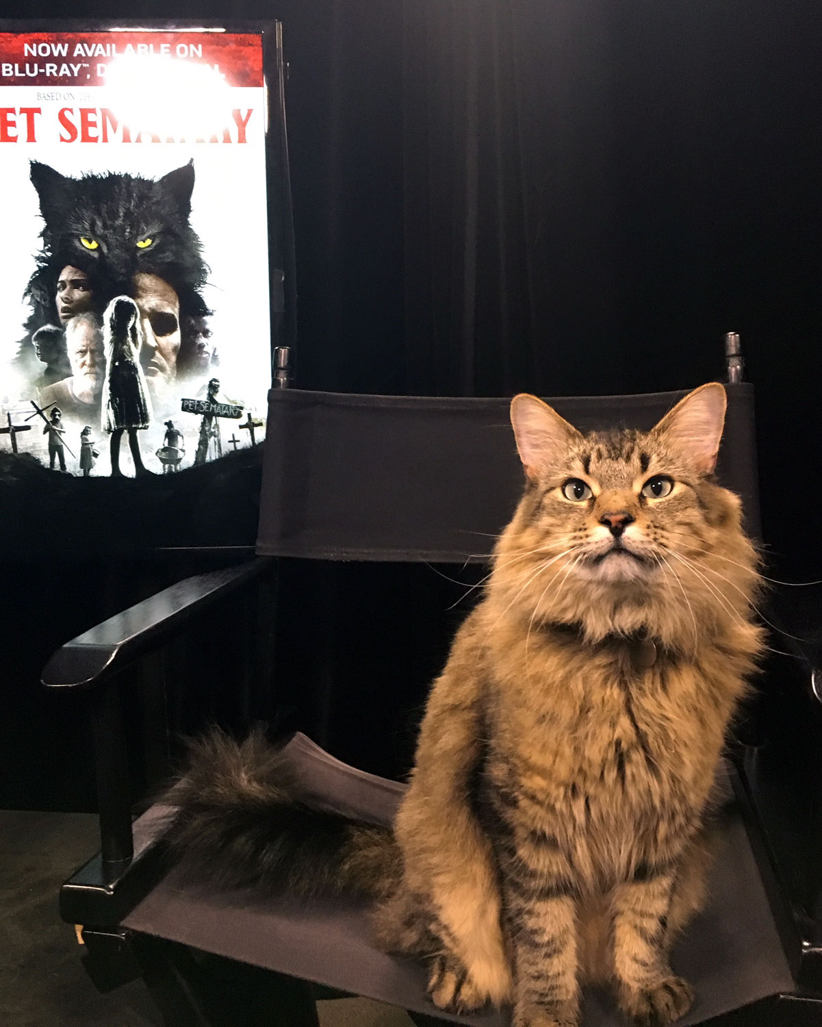 Tonic the Cat who plays Church in Pet Sematary