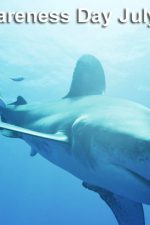 Watch these great films to celebrate Shark Awareness Day!