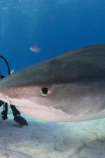 Hollywood director Eli Roth exposes shark fin trade in Fin