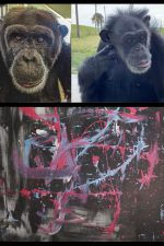 P!nk pays $5K for abstract painting by chimpanzees
