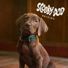 scooby